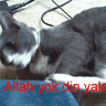 Nulledtr.xyz